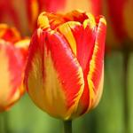 Тюльпаны Дарвиновские гибриды