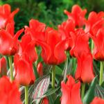 Тюльпаны Грейга