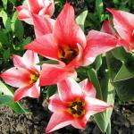 Тюльпаны Грейга