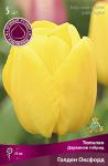 Тюльпан Дарвинов гибрид
