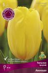 Тюльпан Триумф