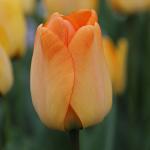 Тюльпан Дарвинов гибрид