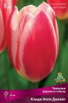 Тюльпан Дарвинов гибрид
