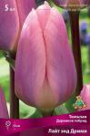 Тюльпан Дарвинов гибрид