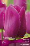 Тюльпан Триумф