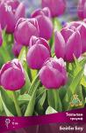 Тюльпан Триумф
