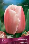 Тюльпан Дарвинов гибрид