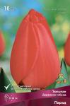 Тюльпан Дарвинов гибрид