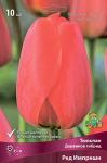 Тюльпан Дарвинов гибрид
