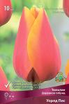 Тюльпан Дарвинов гибрид