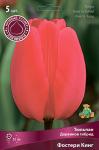 Тюльпан Дарвинов гибрид