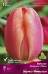Тюльпан Дарвинов гибрид