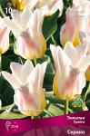 Тюльпан Грейга