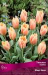 Тюльпан Грейга