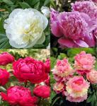 Растение Корневище Пион Микс