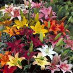 Лилия микс сортов