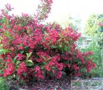 Саженец Вейгела Румба С3