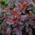 Юное растение. Пузыреплодник Ред Барон