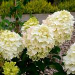 Саженец Гортензия метельчатая Cotton Cream