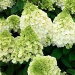 Саженец Гортензия метельчатая Magical Mont Blanc