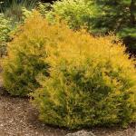 Саженец Туя Rheingold С1