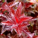 Саженец Пузыреплодник Леди Ин Ред