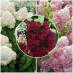 Саженец Юная гортензия метельчатая Wims Red