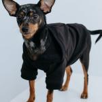 Кофта - толстовка для мелких пород собак "BRO Style", цвет черный, р 2XL (на флисе)