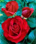 Саженец роза Лавли Ред (Lovely Red)