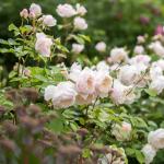 Саженец Английские кустовые розы Дездемона (Desdemona)
