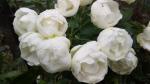 Саженец Миниатюрные розы Вайт Морсдаг (White Morsdag)