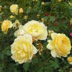 Саженец роза Голден Элеганс (Golden Elegance)