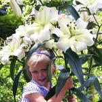 Лилия ОТ-гибрид Притти Вумен (Pretty Woman), 3 шт (разбор 16/18!)