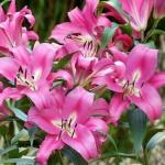 Лилия ОТ-гибрид Робина (Robina), 3 шт (разбор 16/18!)