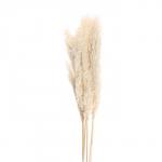 Сухоцвет «Пампасная трава» набор 5 шт., цвет бежевый