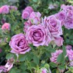 Саженец Миниатюрные розы Лавандер Мейландина (Lavender Meillandina)