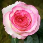 Саженец роза Дольче Вита (Dolce Vita)