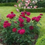 Саженец Английские кустовые розы Дарси Бассел (Darcey Bussell)