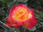 Саженец роза Флорида (Florida)