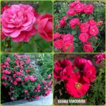 Саженец Парково-кустовые розы Джордж Ванкувер (George Vancouver)