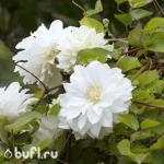 Саженец Клематис Duchess of Edinburgh