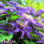 Саженец Клематис Multi Blue