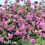 Саженец Клематис Purpurea Plena Elegans