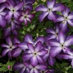 Саженец Клематис Venosa Violacea