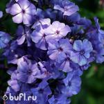 Саженец Флокс Blue Boy