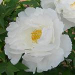 Пион древовидный (привитый на пион травянистый)