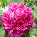 Пион древовидный (привитый на пион травянистый)