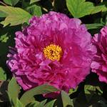 Пион древовидный (привитый на пион травянистый)