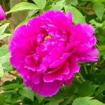 Пион древовидный (привитый на пион травянистый)