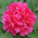 Пион древовидный (привитый на пион травянистый)